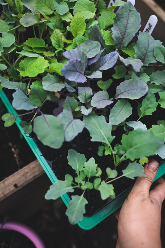 Urban Gardener's Journal - March 2025 tips