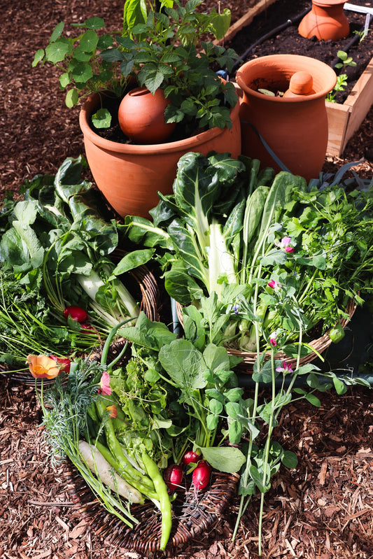 Urban Gardener's Journal - May 2025 tips