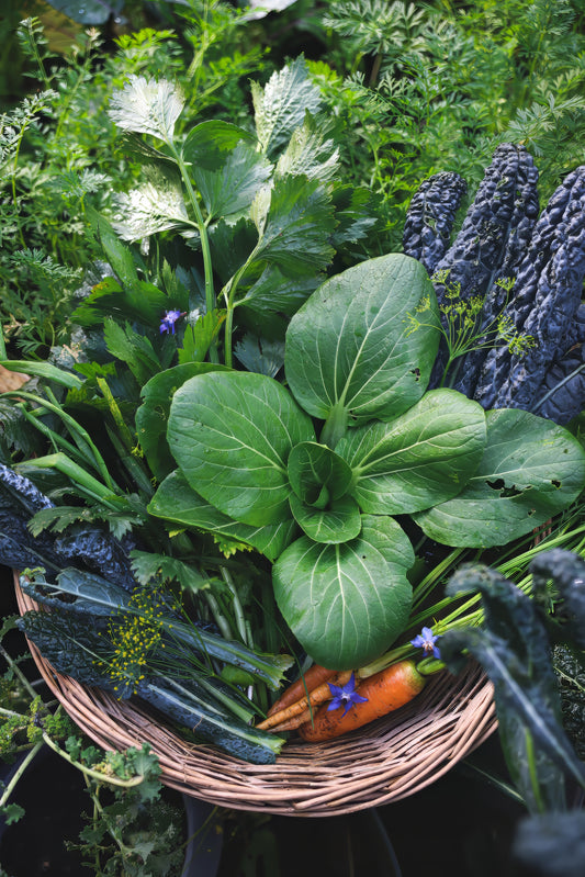 Urban Gardener's Journal - December 2024 tips