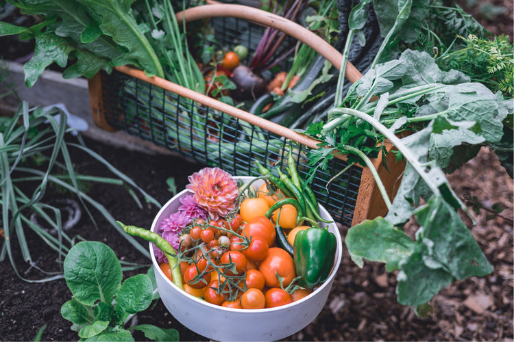 Tomato Feast with Spring and Winter Salads