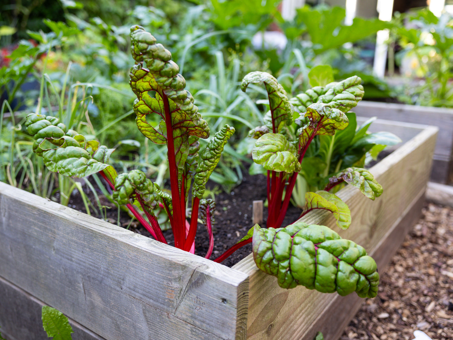 Sustainable vegetable garden box 120cm × 60cm