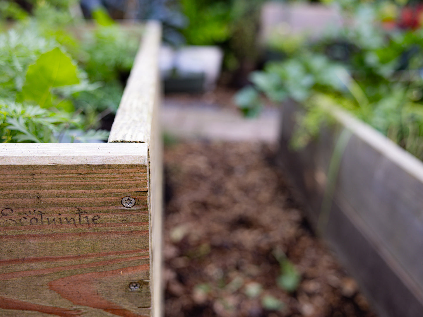 Sustainable vegetable garden box 60cm × 60cm