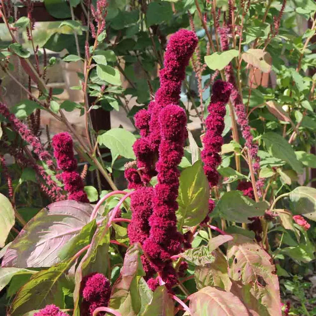 Amaranth Red