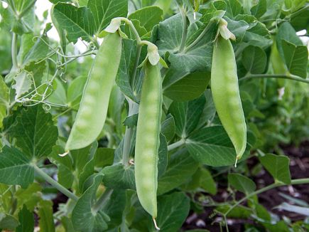 Ambrosia Sugar Pea