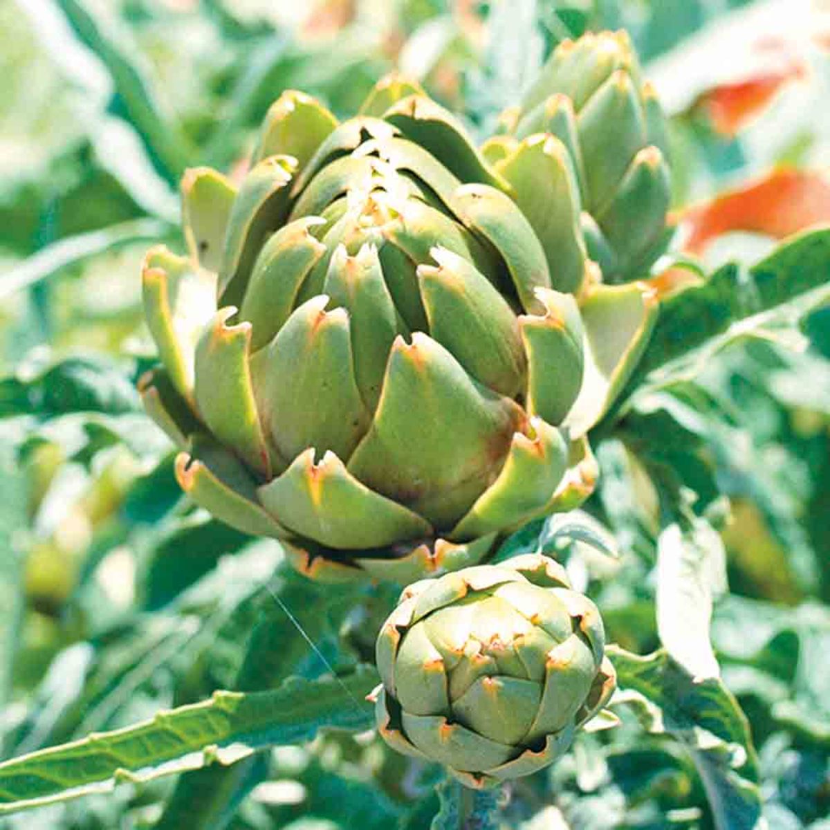Artichoke - Imperial Star