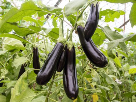 Aubergine - De Barbentane