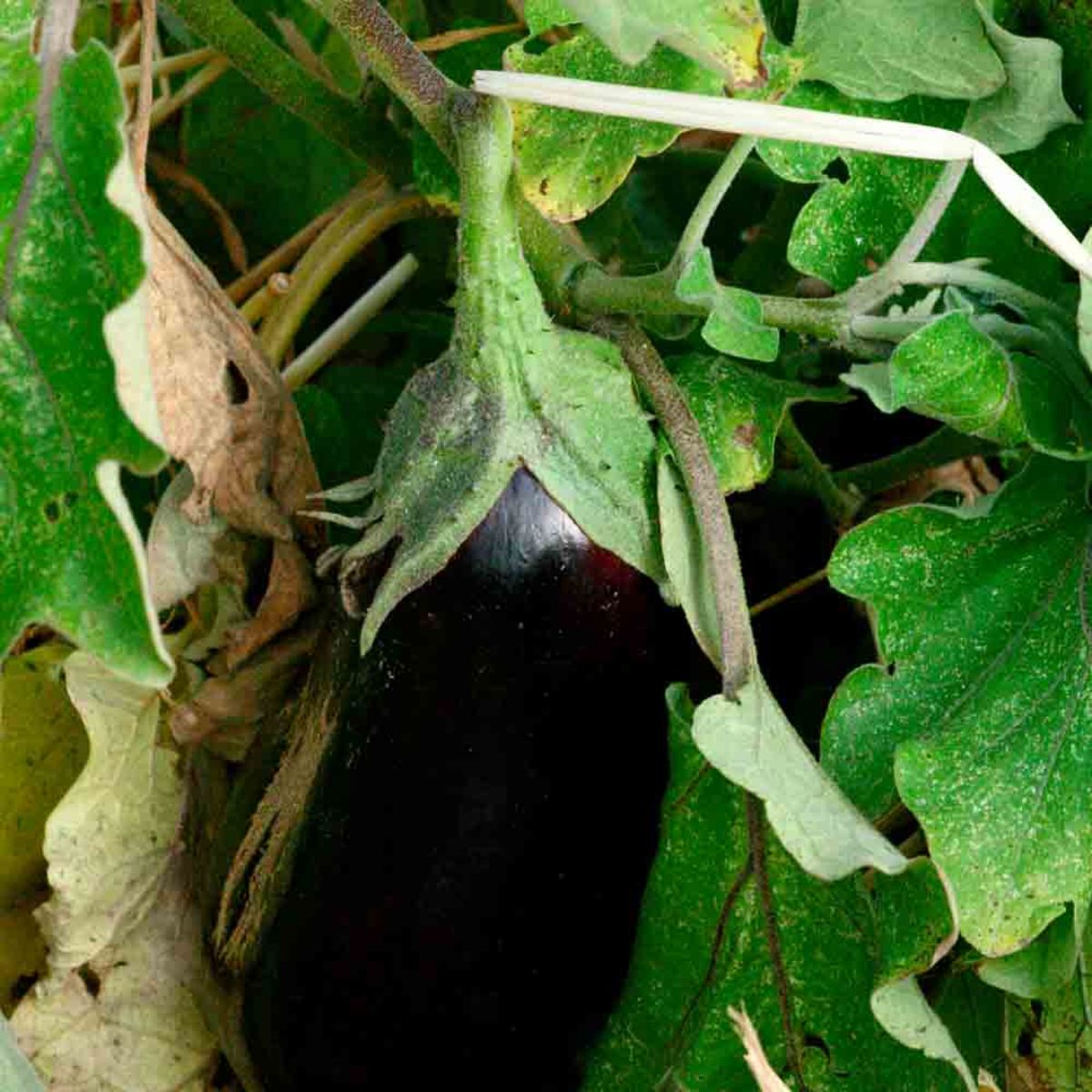 Aubergine - Black Diamond