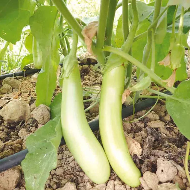 Aubergine - Thai Long Green
