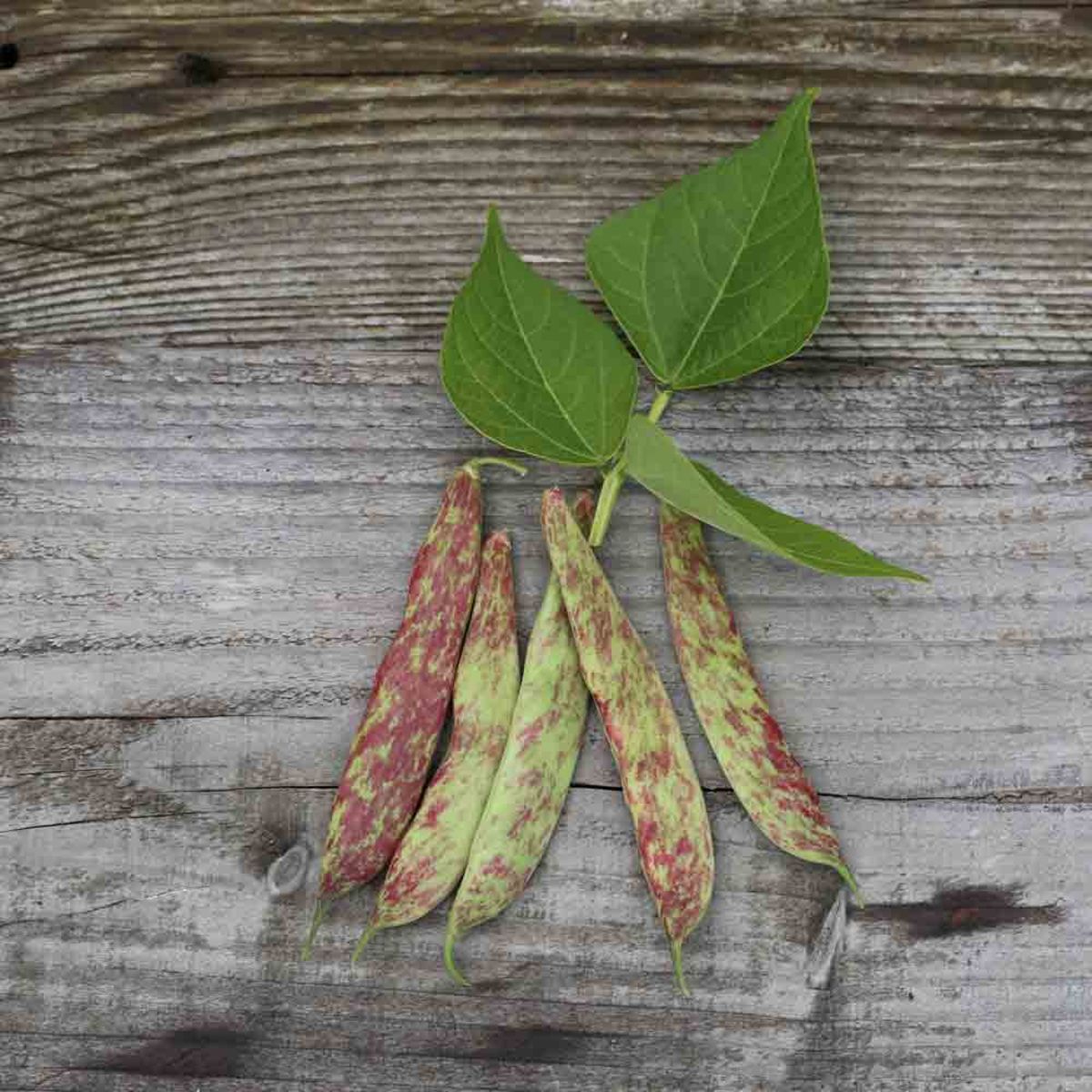 Borlotto Beans (dwarf/bush variety)