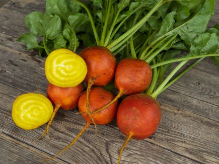 Beetroot Yellow - Wintersonne