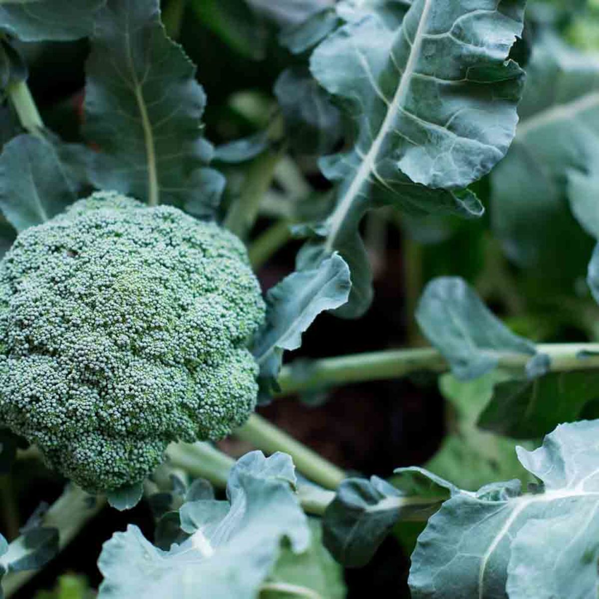 Broccoli (Calabrese) - Rasmus