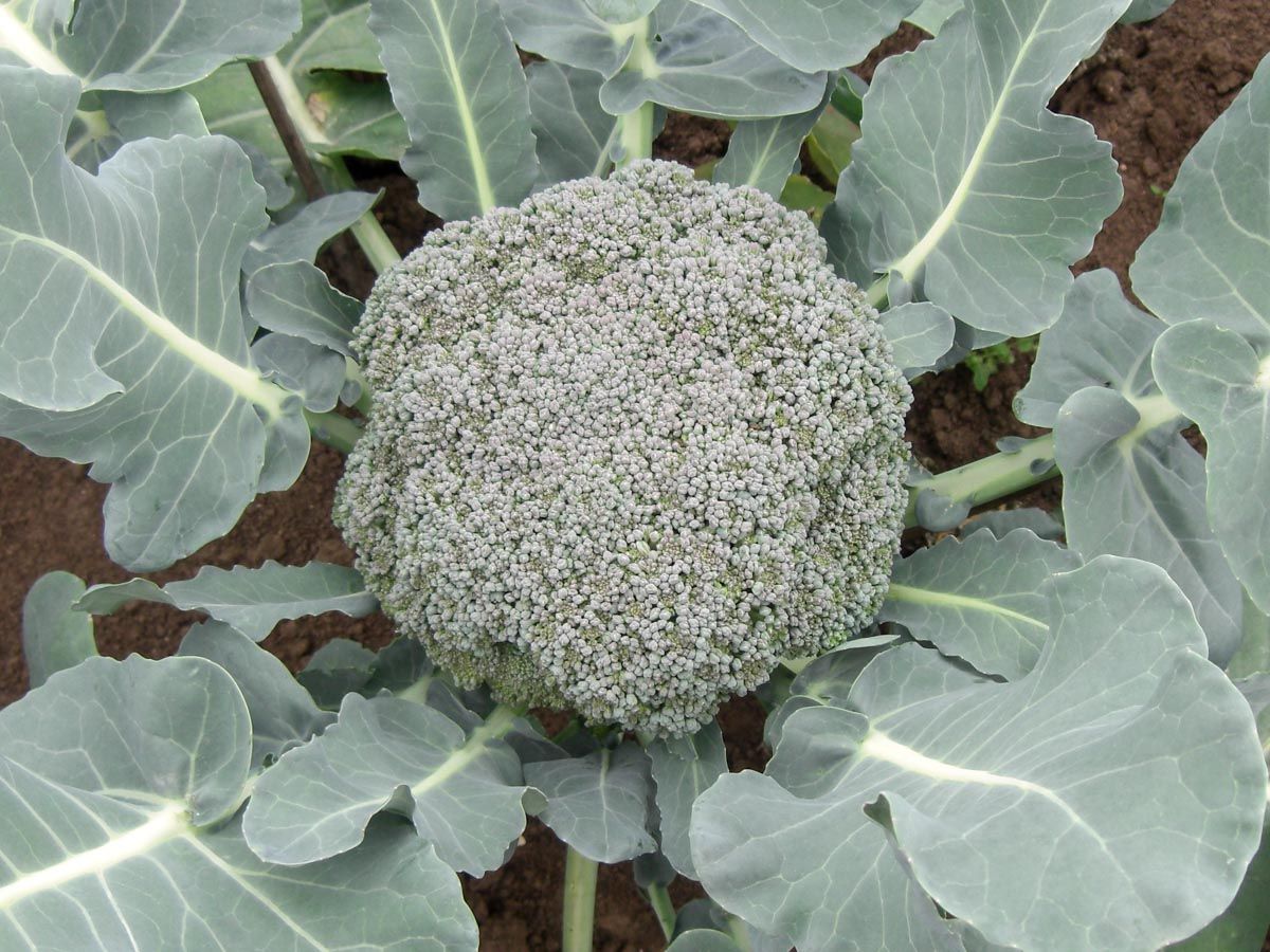 Broccoli (Calabrese) - Calinaro