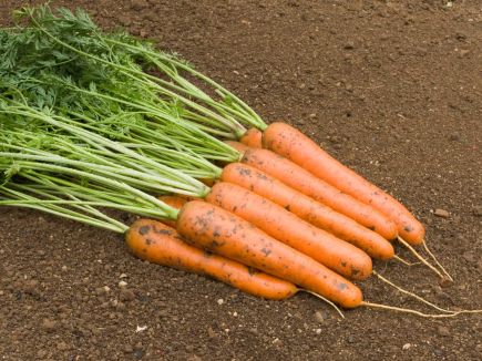 Carrot - Rodelika