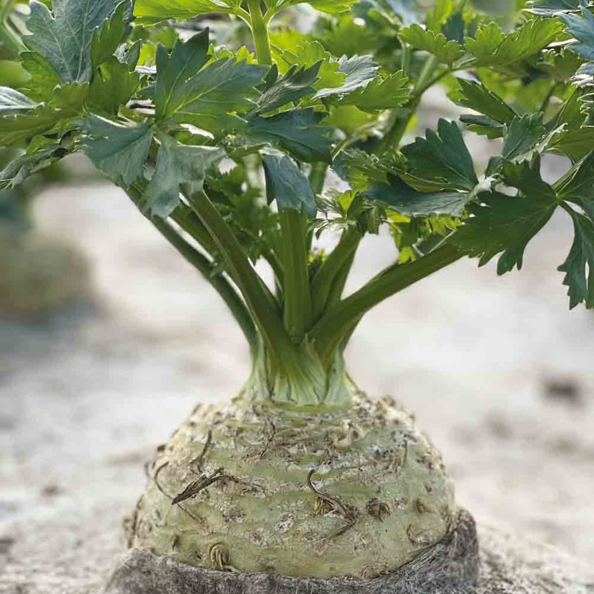 Celeriac Monarch