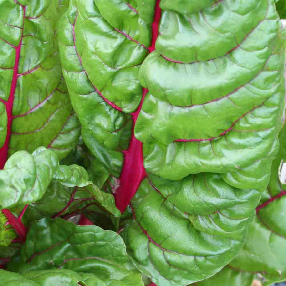 Chard - Rhubarb Red