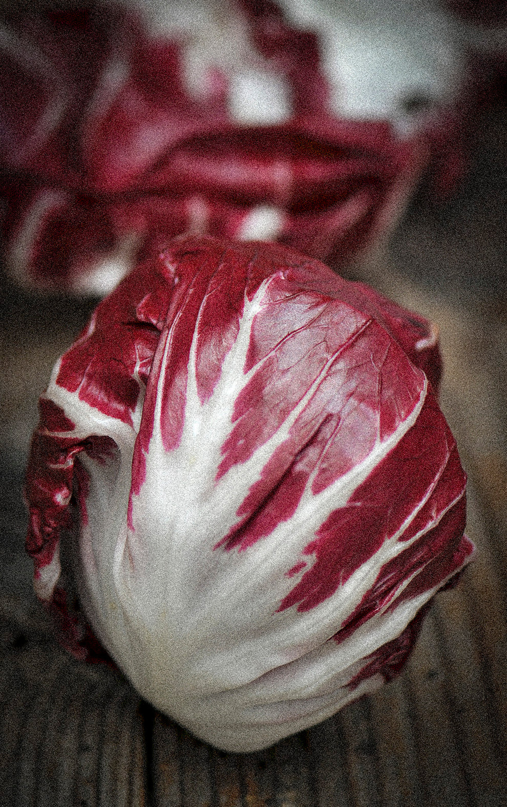 Chicory Palla Rossa