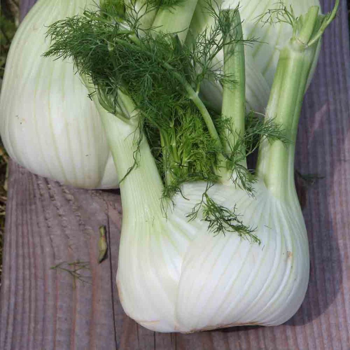 Fennel Di Sarno