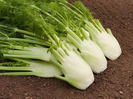 Fennel - Fenno