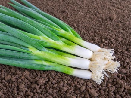 Spring Onion - Ischikrona