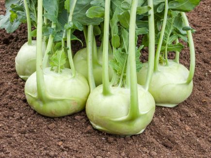 Kohlrabi - Rasko (Green)