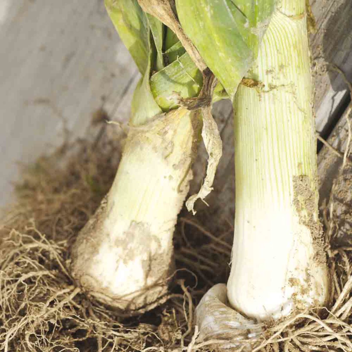 Leek Carentan 2