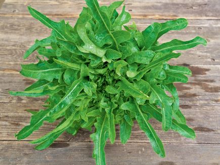 Lettuce - Cerbiatta Eichblattsalat