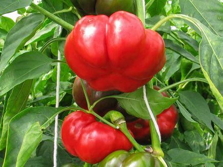 Bell Pepper - Liebesapfel
