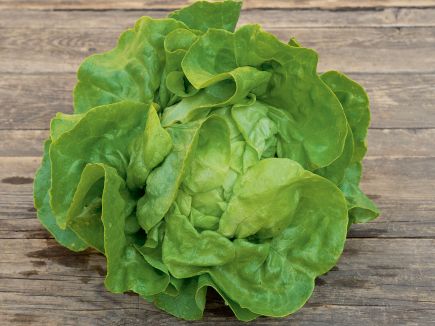 Lettuce - Lucinde