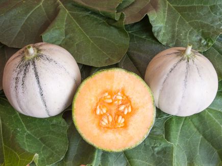 Melon - Murrmel