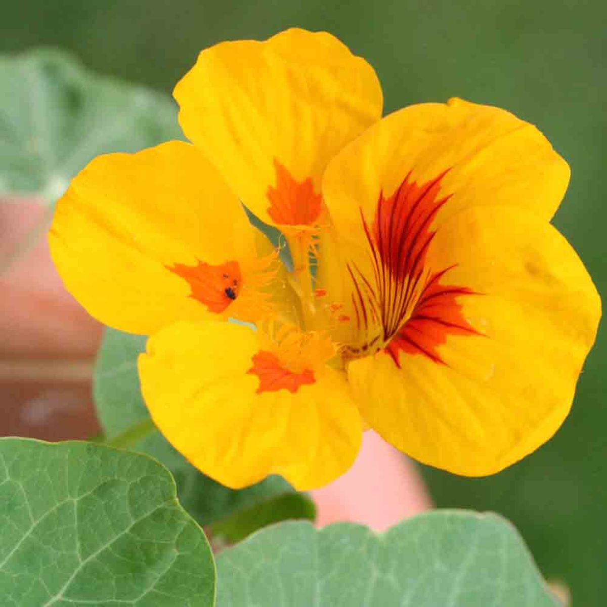 Nasturtium Dwarf