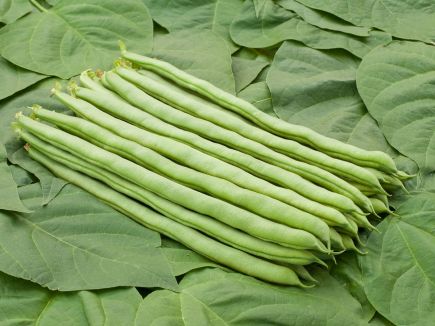 Neckarkönigin Pole Bean