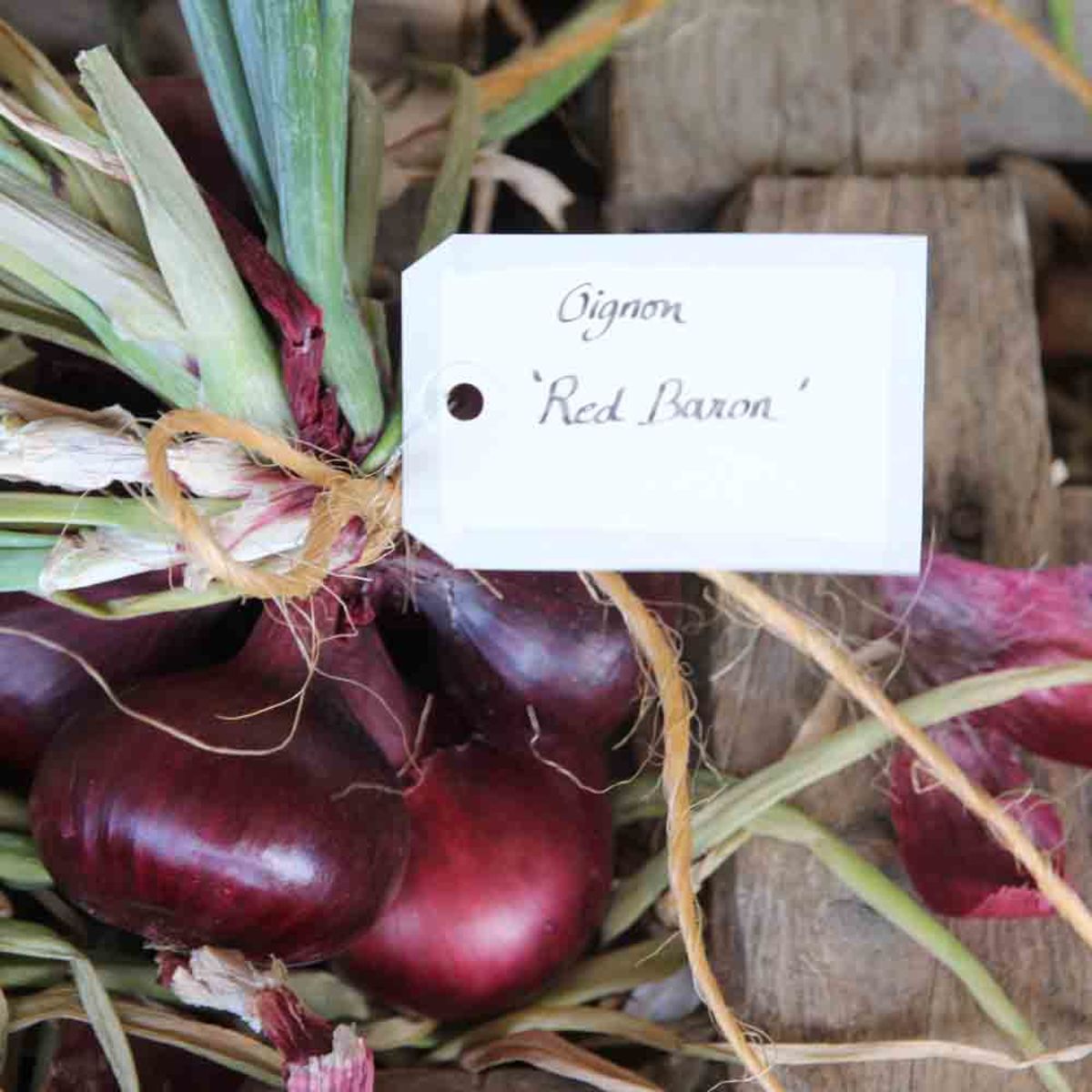 Red onion Red Baron
