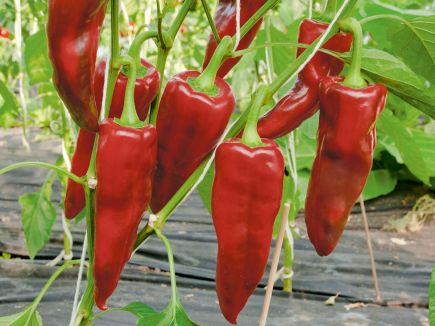 Bell Pepper - Pantos