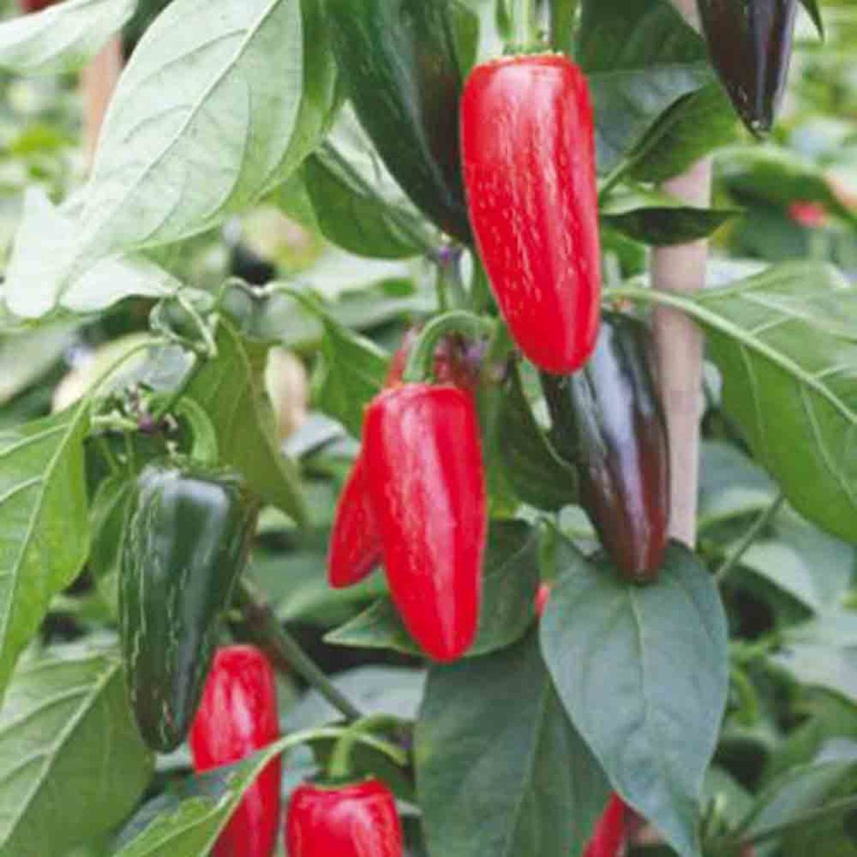 Pepper Jalapeno Red
