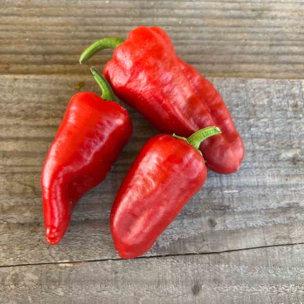 Pepper Padron
