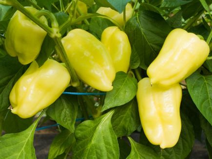 Pepper - Paprika Pusztagold