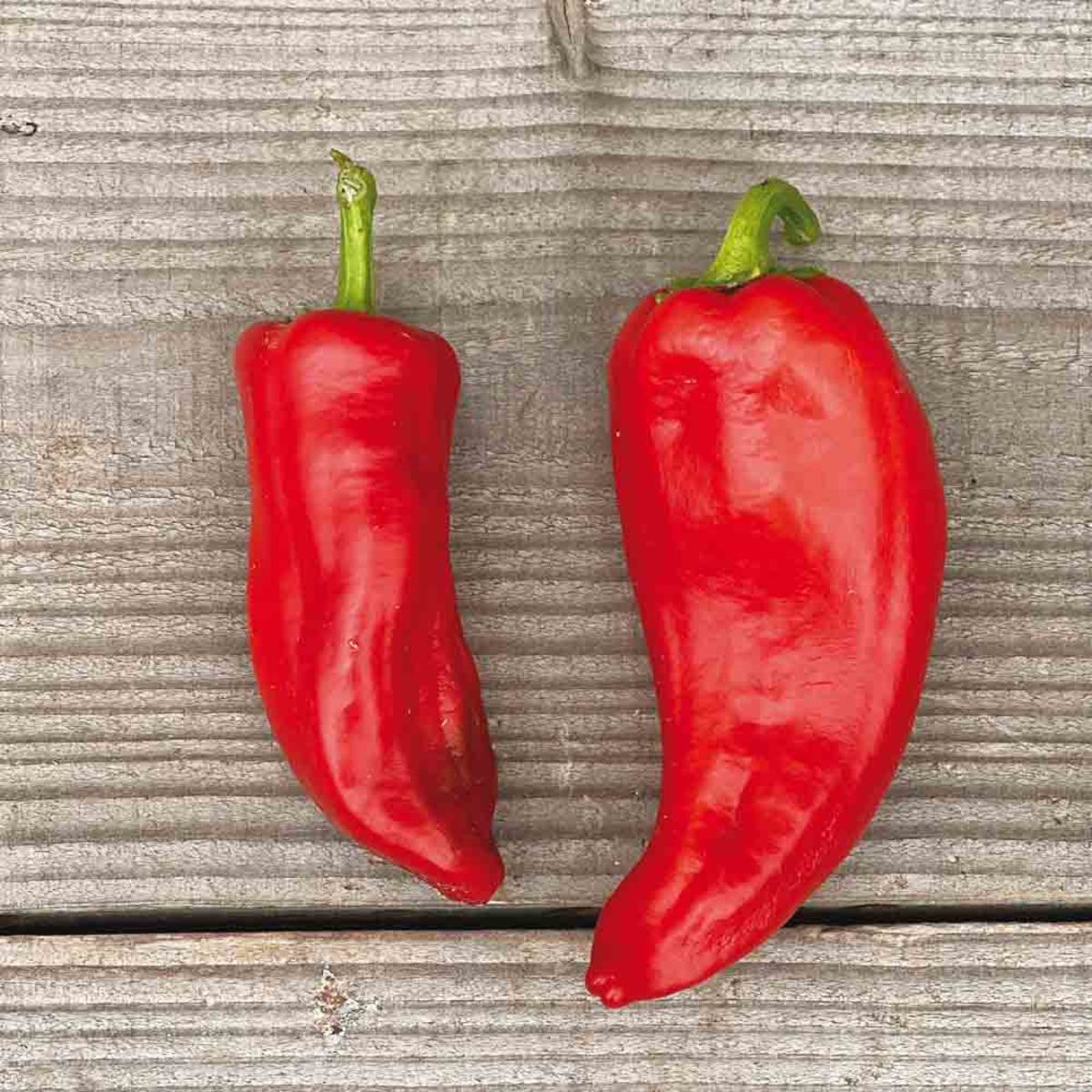 Pepper Corno di Toro Rosso