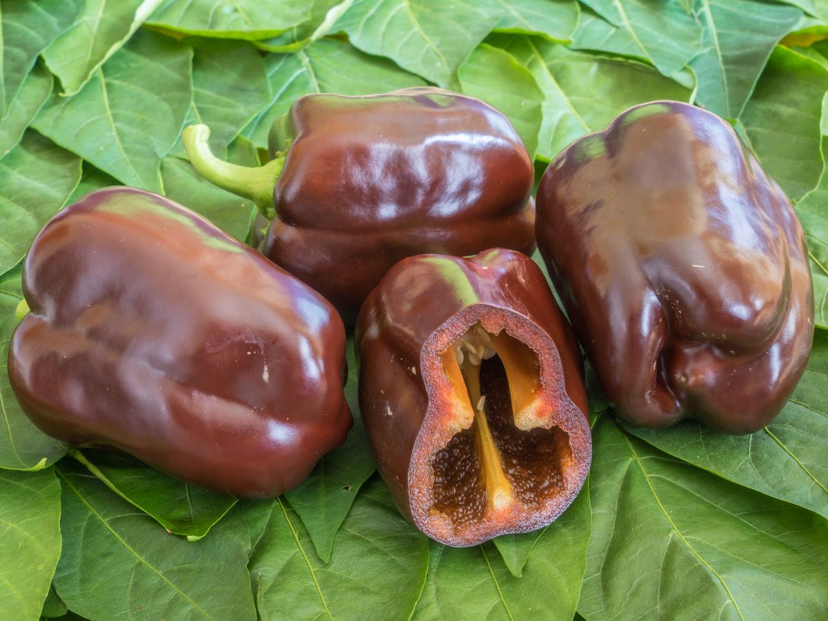 Pepper - Chocobell