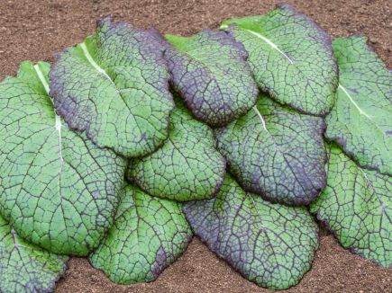 Red Giant Asian Salad