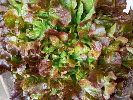 Red Salad Bowl Lettuce