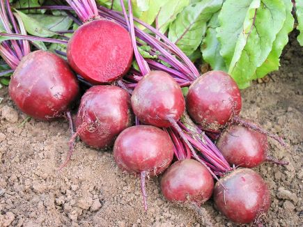 Beetroot - Robuschka Red