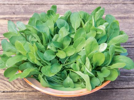 Rucola - Ruca
