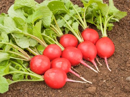 Radish Trio Mixed Bag