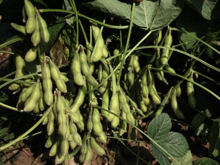 Soybean - Edamame Hokkai Green