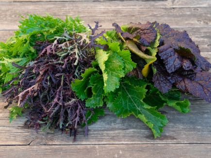 Chinese Leaves Mixture - Winter Greens