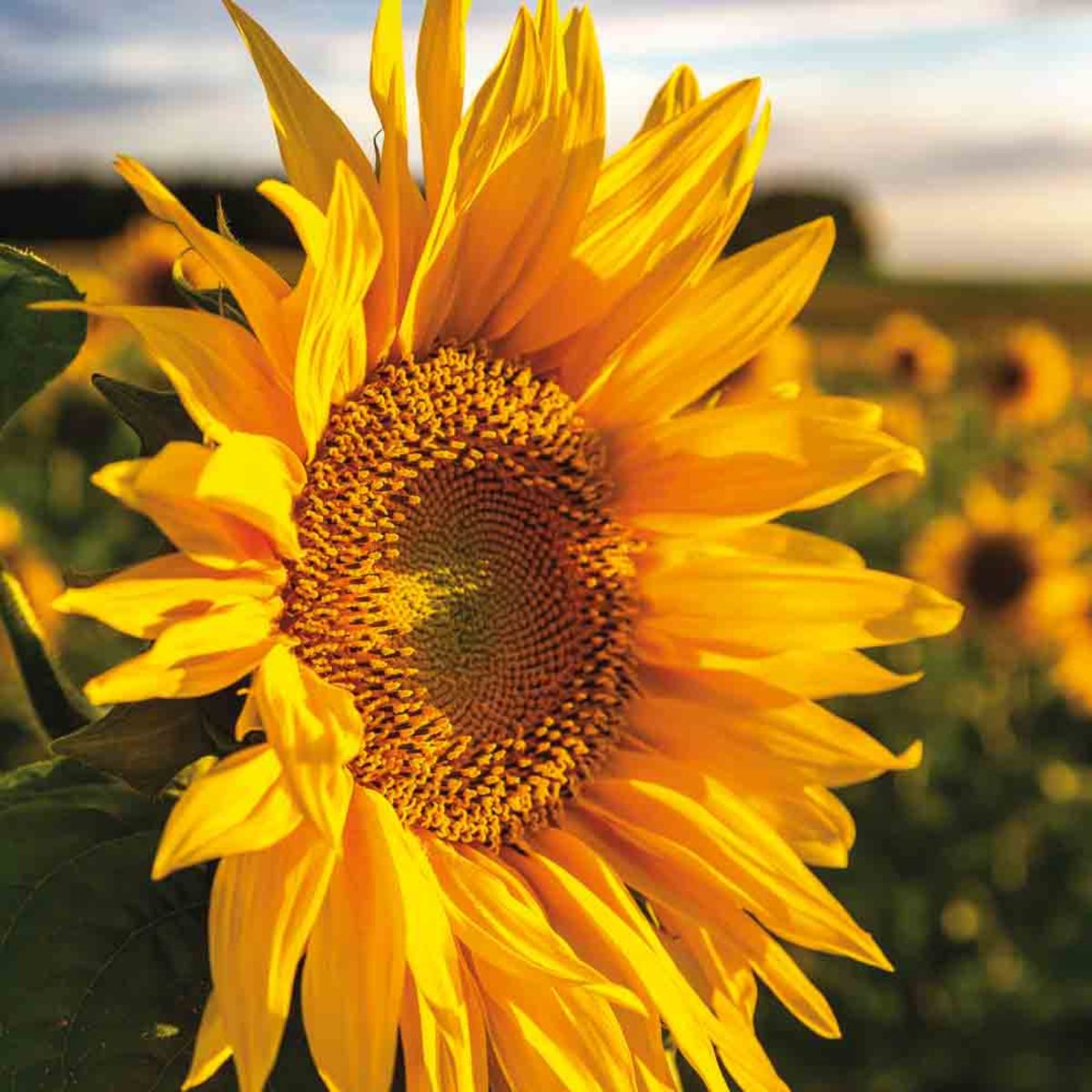 Sunflower (50gr)
