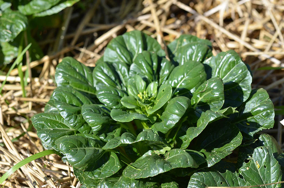 Tatsoi