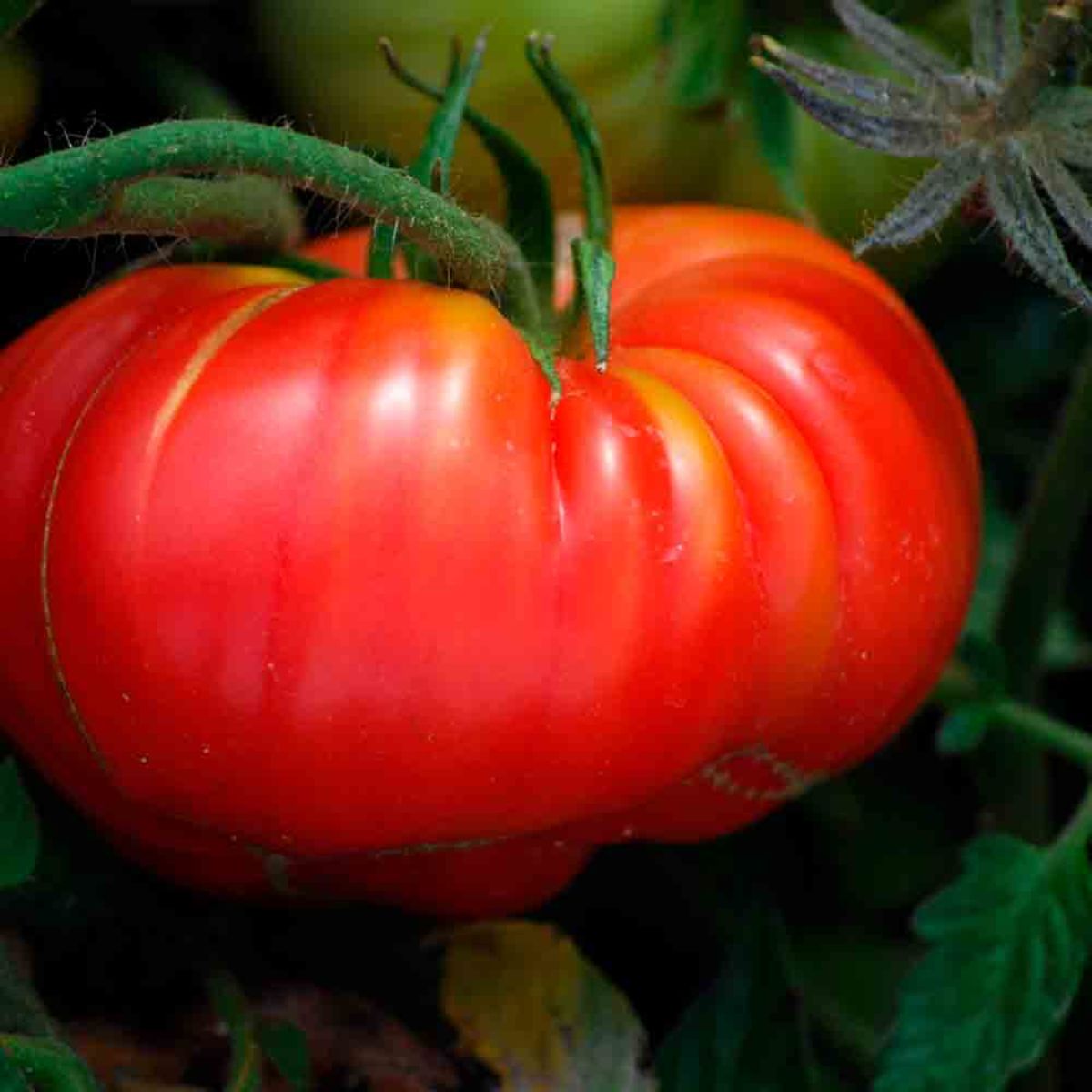 Tomato Scarlet Pumpkin