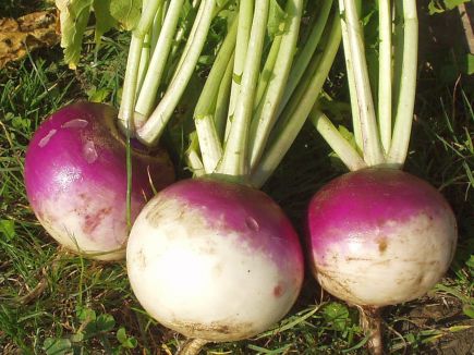 Turnip - Blanc globe a collet violet