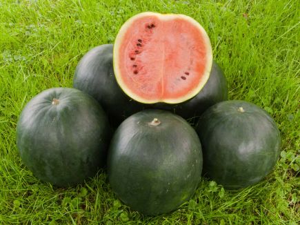 Watermelon - Sugar Baby